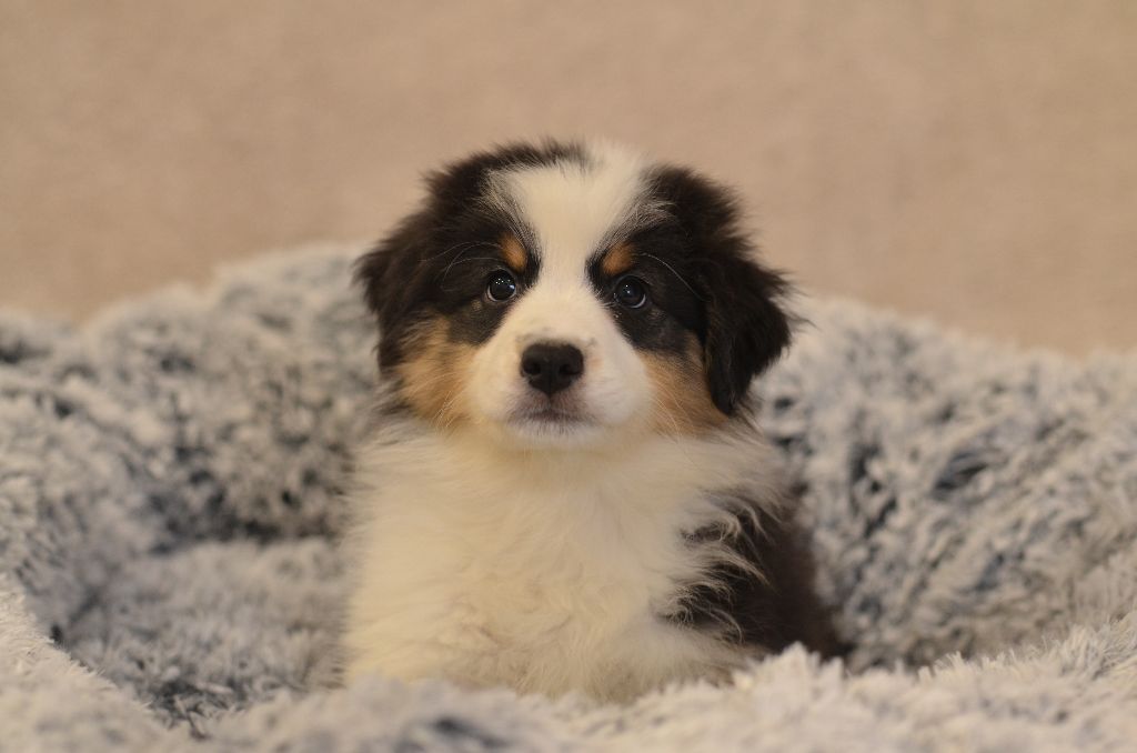 Opal Aussie - Chiot disponible  - Berger Australien