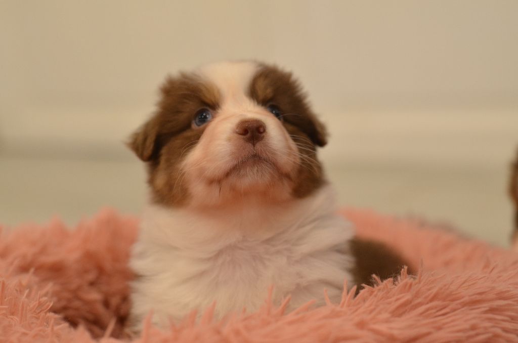 Opal Aussie - Chiot disponible  - Berger Australien