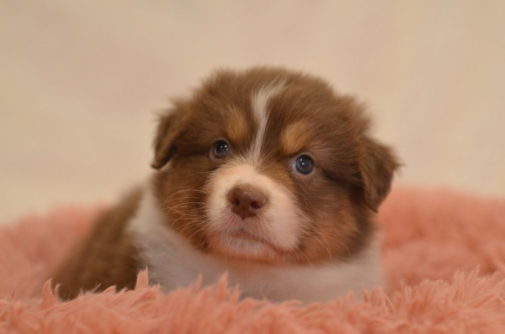 Opal Aussie - Chiot disponible  - Berger Australien