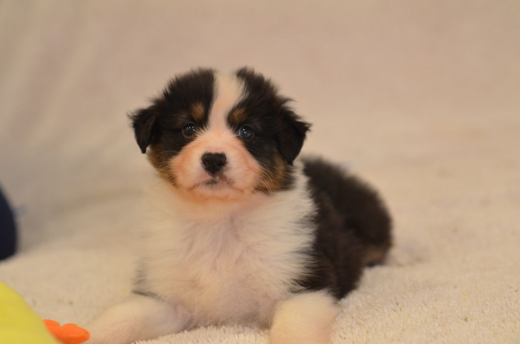 Opal Aussie - Chiot disponible  - Berger Australien