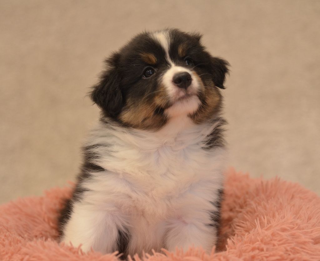 Opal Aussie - Chiot disponible  - Berger Australien