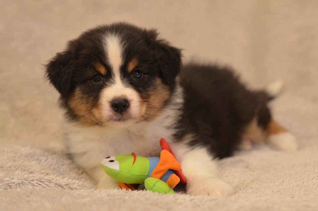 Opal Aussie - Chiot disponible  - Berger Australien