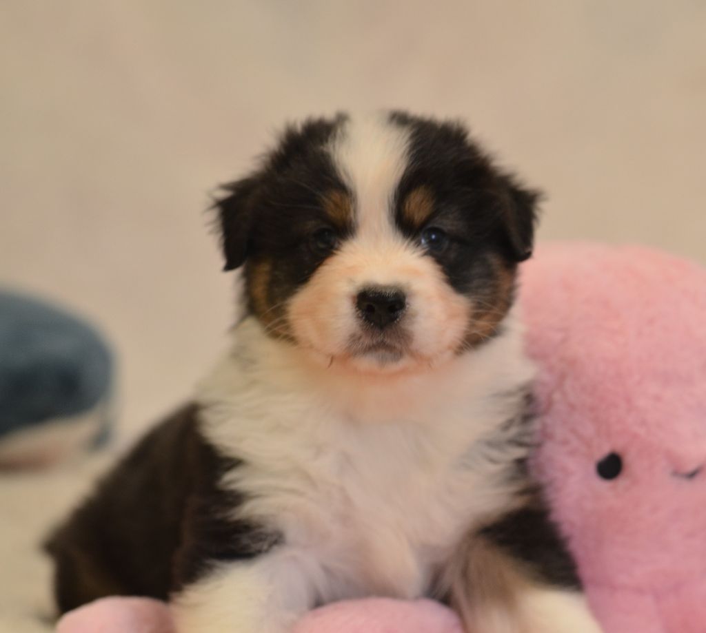 Opal Aussie - Chiot disponible  - Berger Australien