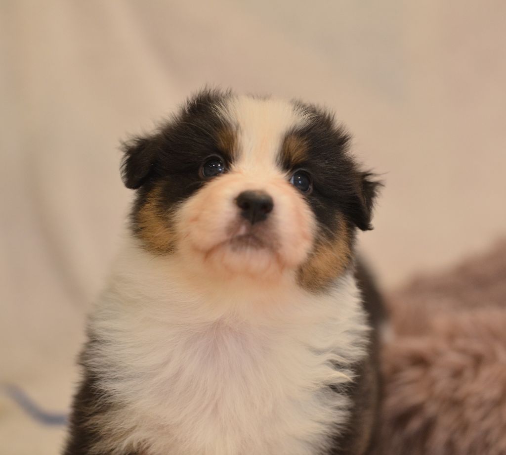 Opal Aussie - Chiot disponible  - Berger Australien