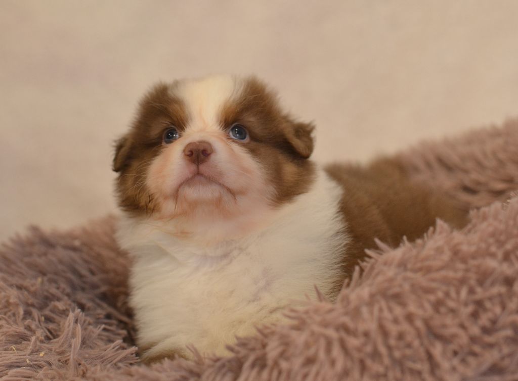 Opal Aussie - Chiot disponible  - Berger Australien