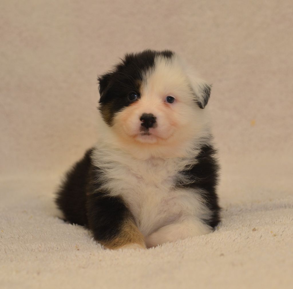 Opal Aussie - Chiot disponible  - Berger Australien