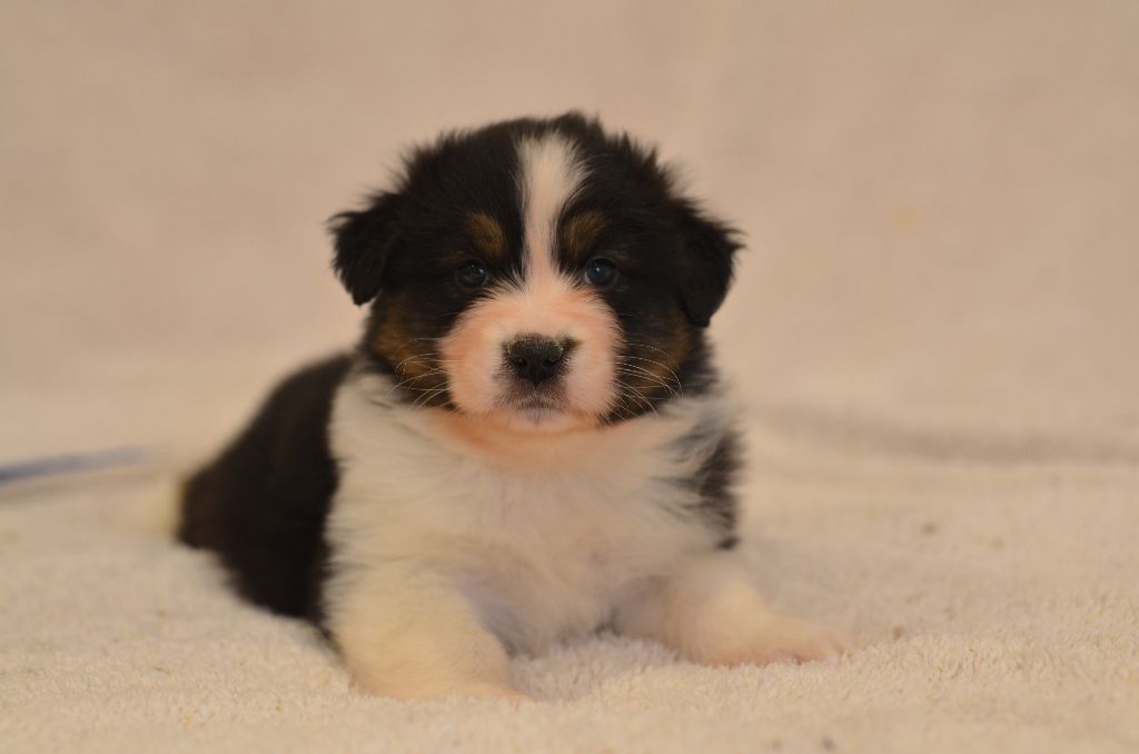 Opal Aussie - Chiot disponible  - Berger Australien