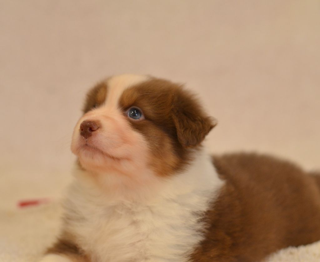 Opal Aussie - Chiot disponible  - Berger Australien