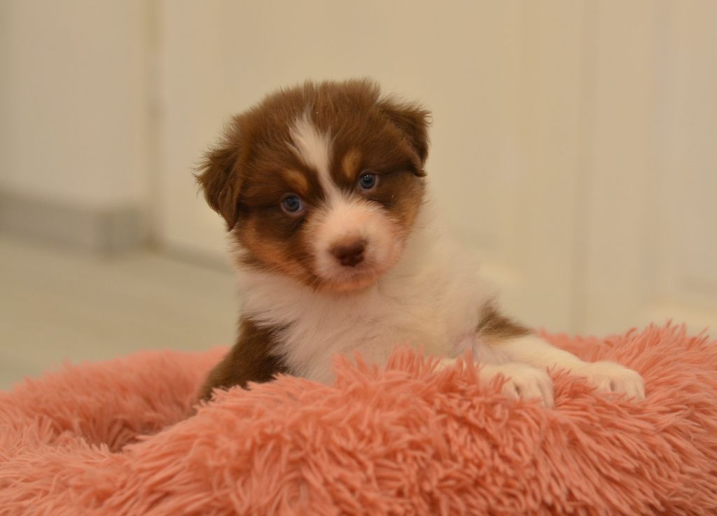 Opal Aussie - Chiot disponible  - Berger Australien