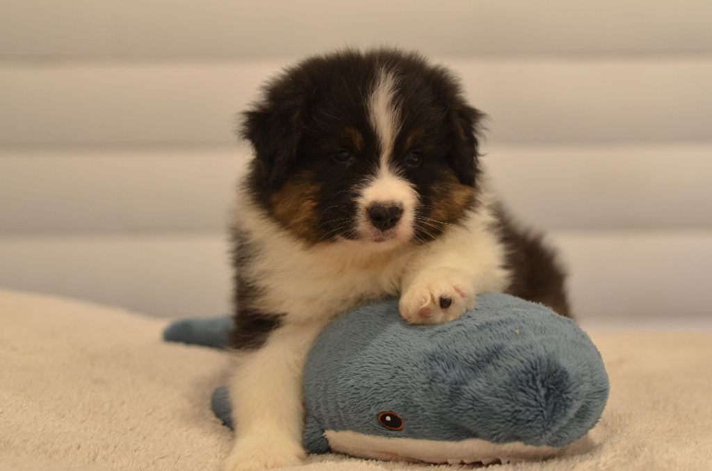 Opal Aussie - Chiot disponible  - Berger Australien