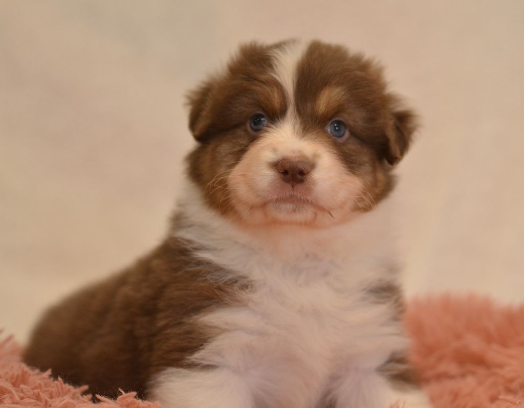 Opal Aussie - Chiot disponible  - Berger Australien