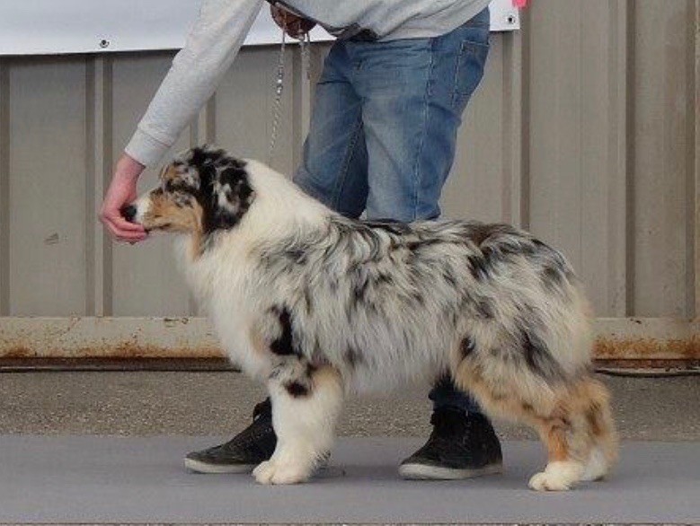 Opal Aussie Lord of the dance