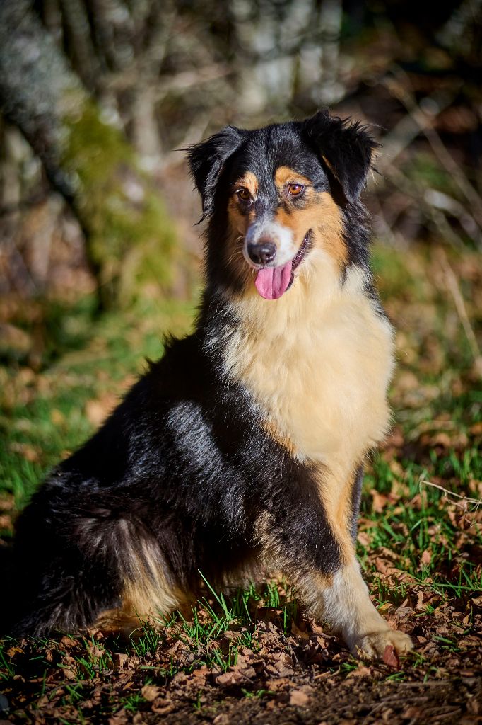 Opal Aussie Rhodesie rhapsody