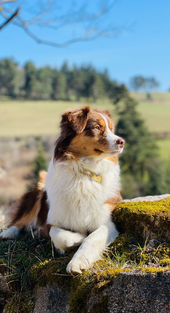 Opal Aussie Red champagne bubble