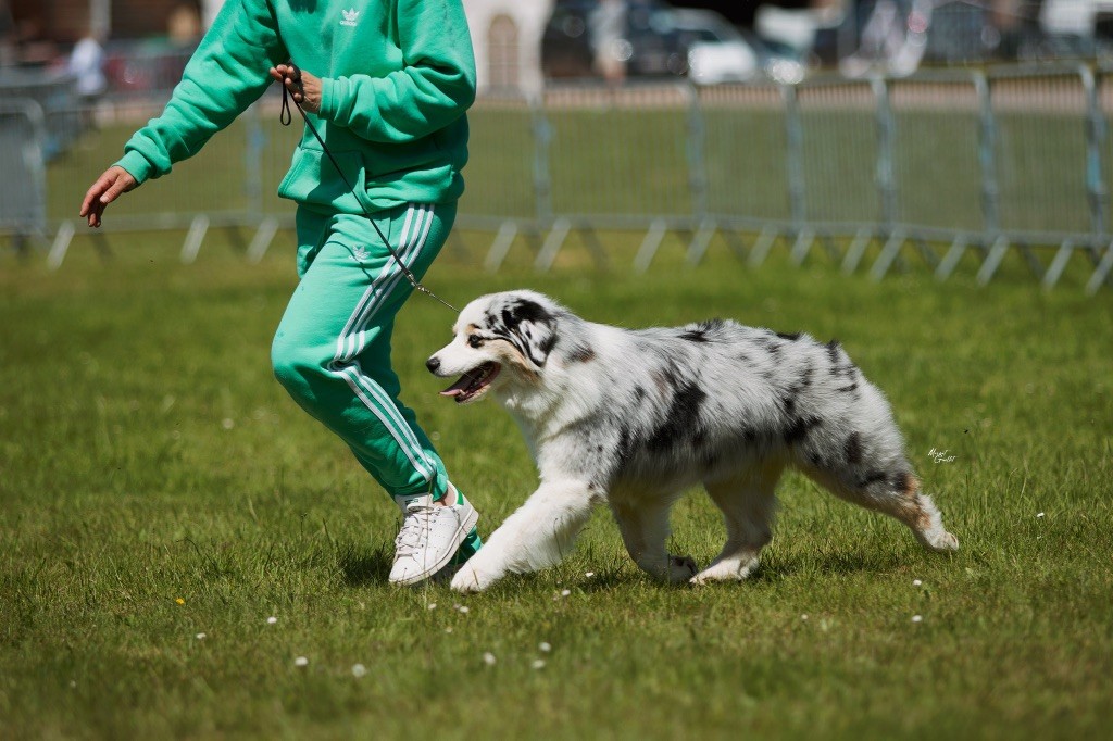 Opal Aussie Rockin robin