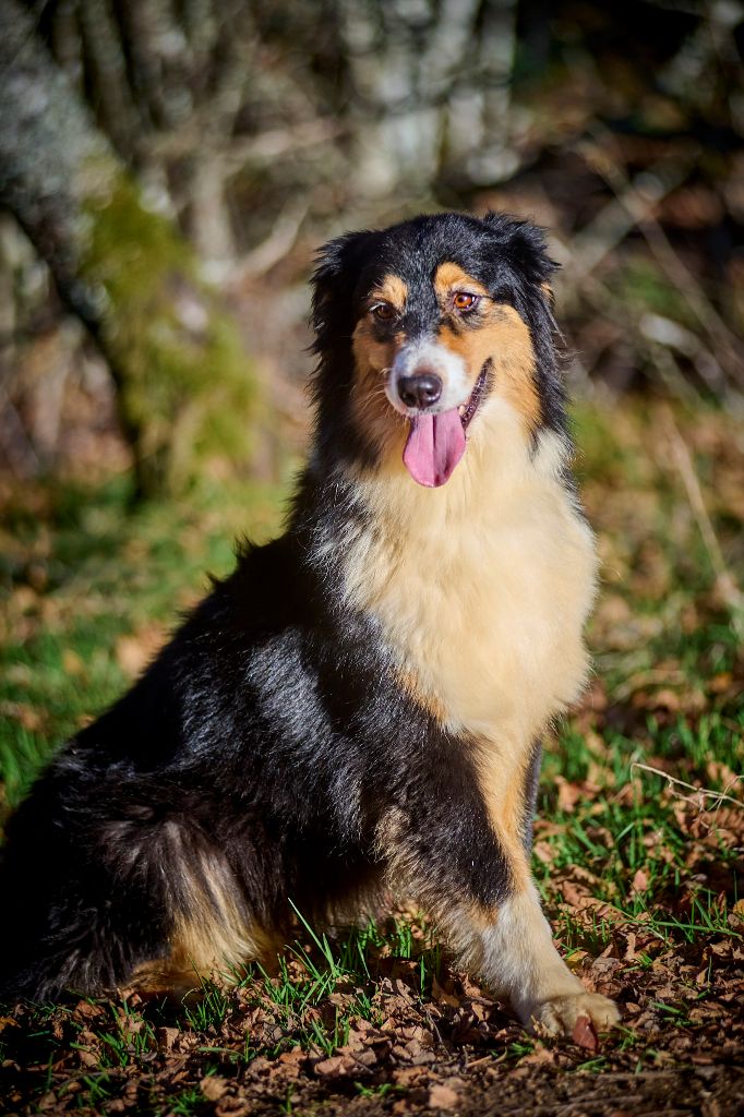 Opal Aussie Rhodesie rhapsody