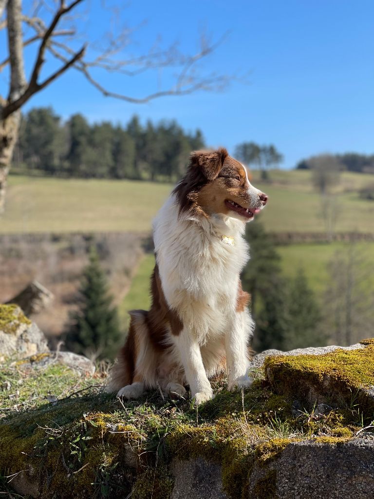 Opal Aussie Red champagne bubble