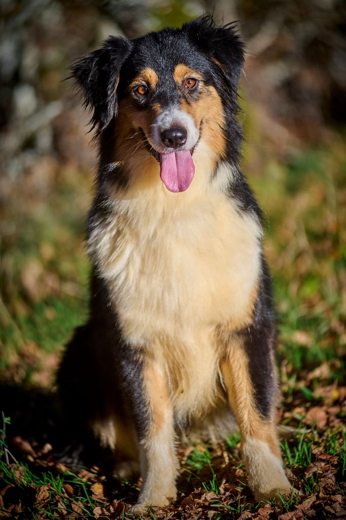 Opal Aussie Rhodesie rhapsody