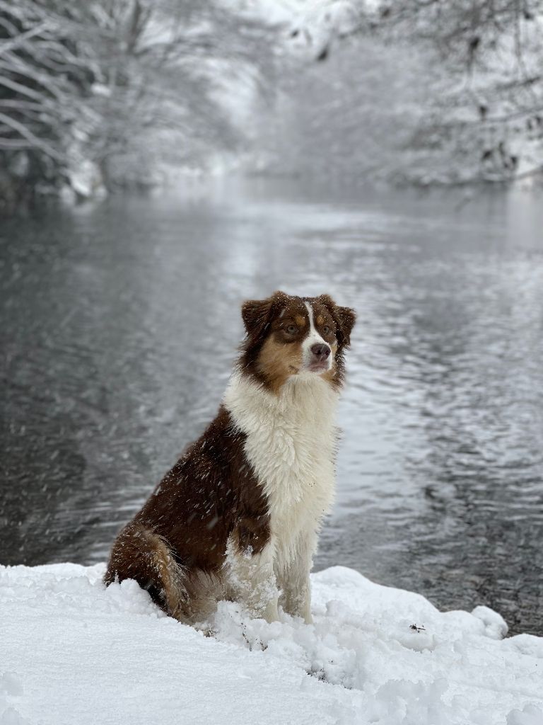 Opal Aussie Red champagne bubble