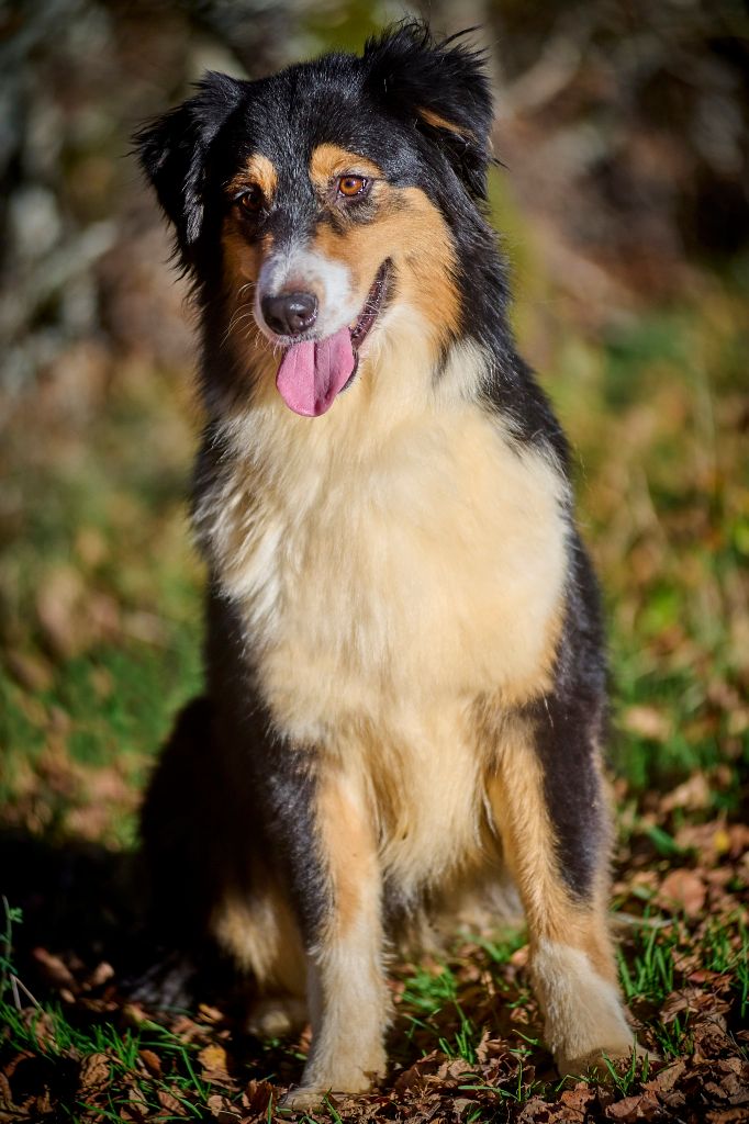 Opal Aussie Rhodesie rhapsody