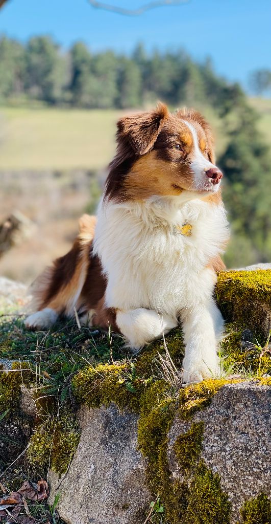 Opal Aussie Red champagne bubble