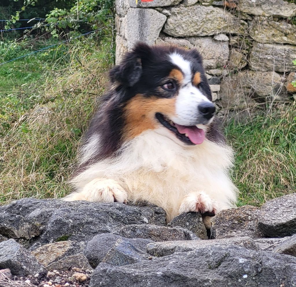 Opal Aussie Rumpy grumpy