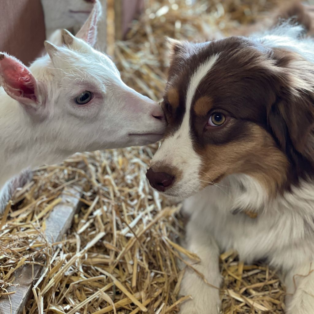 Opal Aussie Red champagne bubble