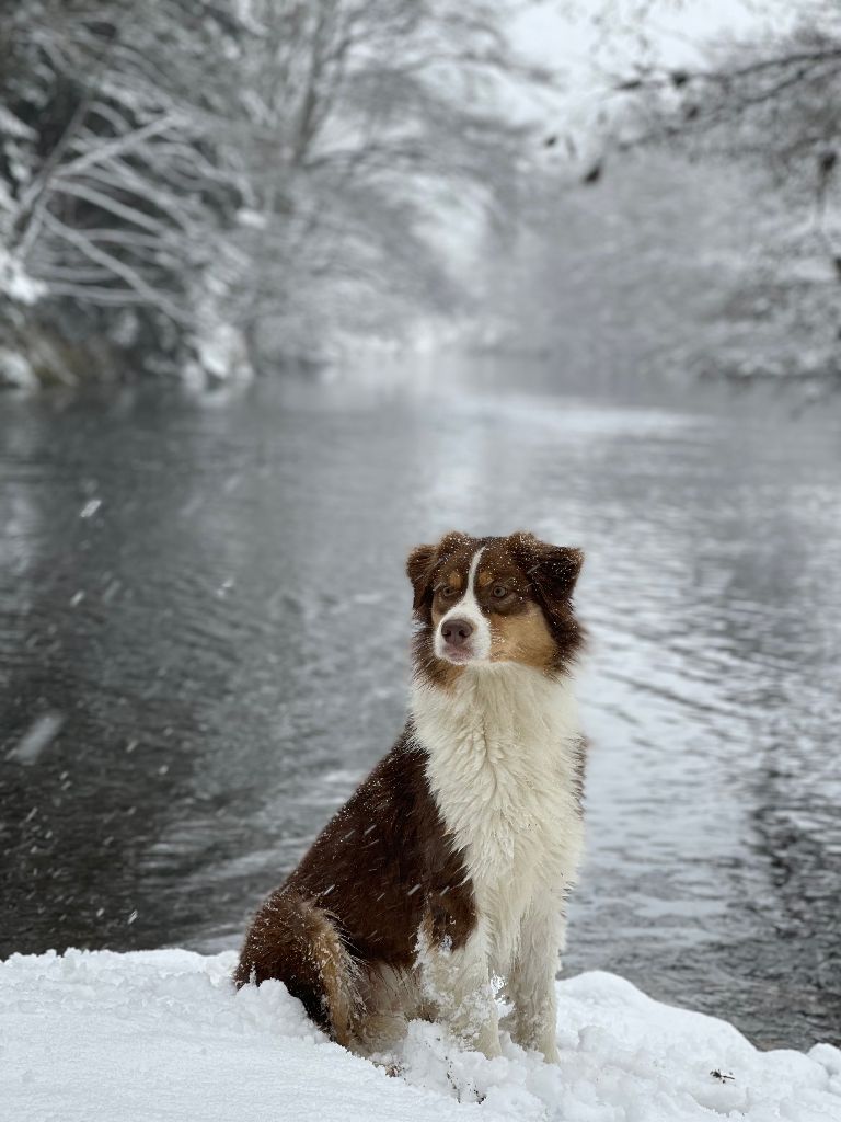 Opal Aussie Red champagne bubble