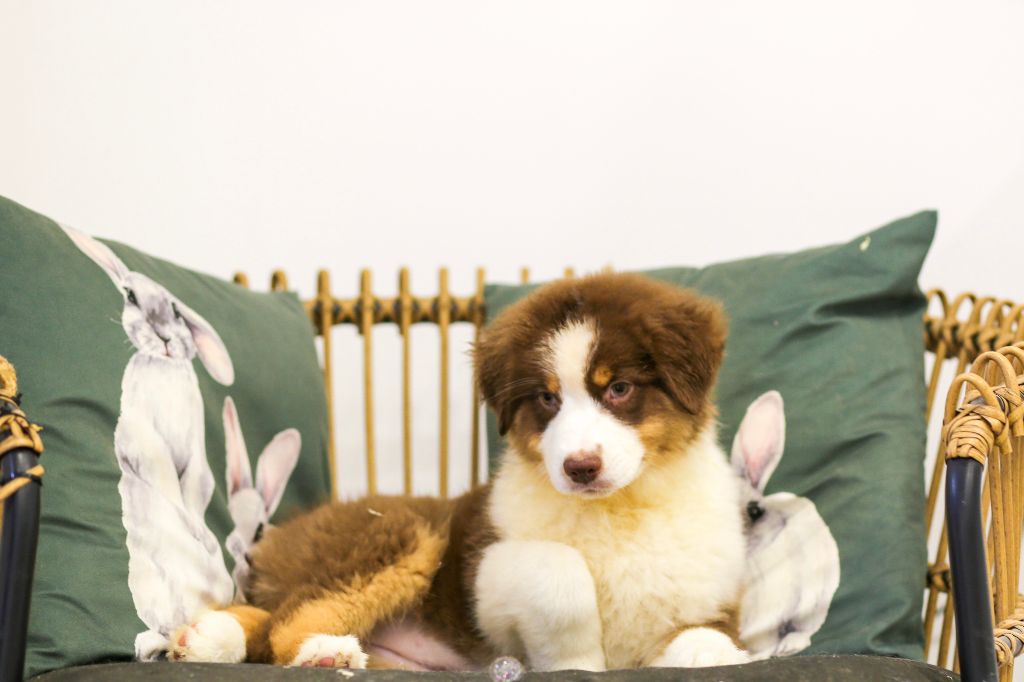 Opal Aussie - Chiot disponible  - Berger Australien