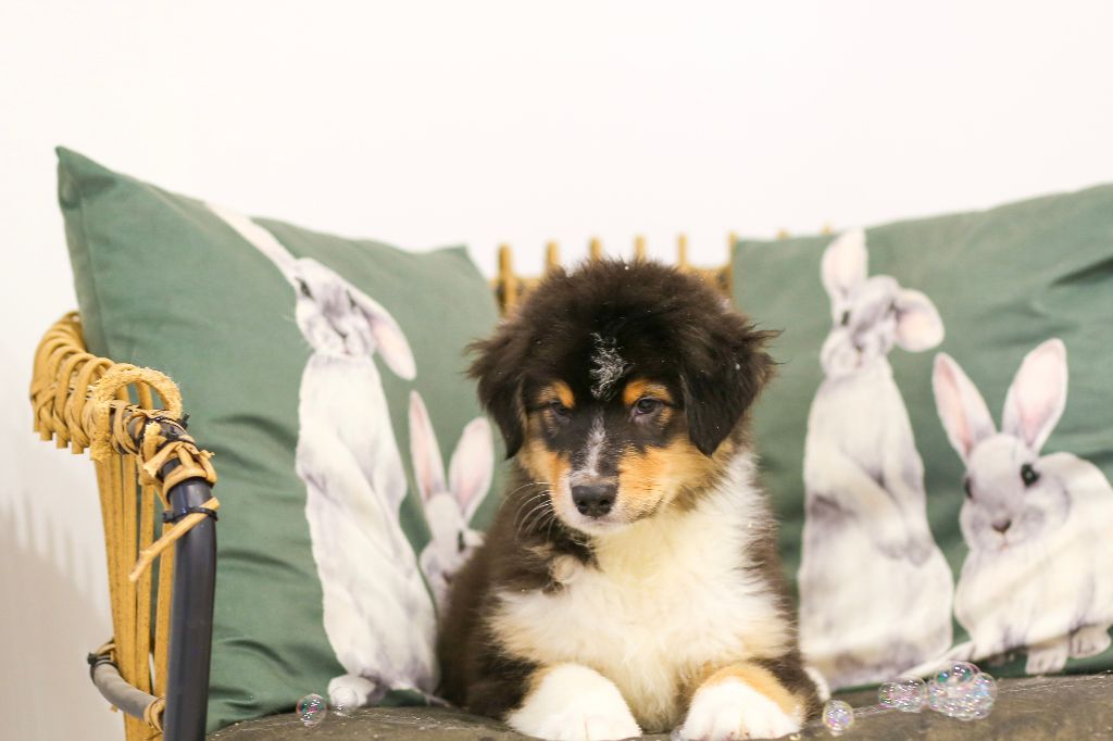 Opal Aussie - Chiot disponible  - Berger Australien