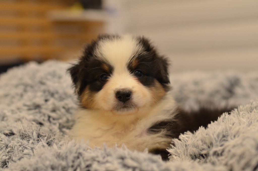 Opal Aussie - Chiot disponible  - Berger Australien