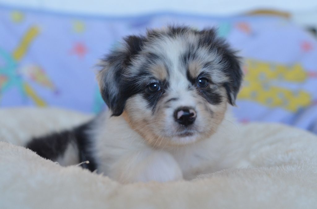 Opal Aussie - Chiot disponible  - Berger Australien