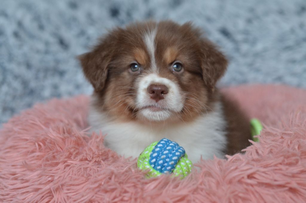 Opal Aussie - Chiot disponible  - Berger Australien