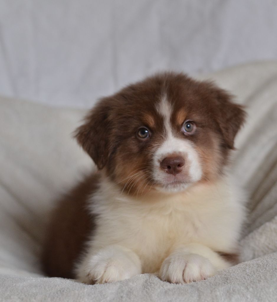 Opal Aussie - Chiot disponible  - Berger Australien