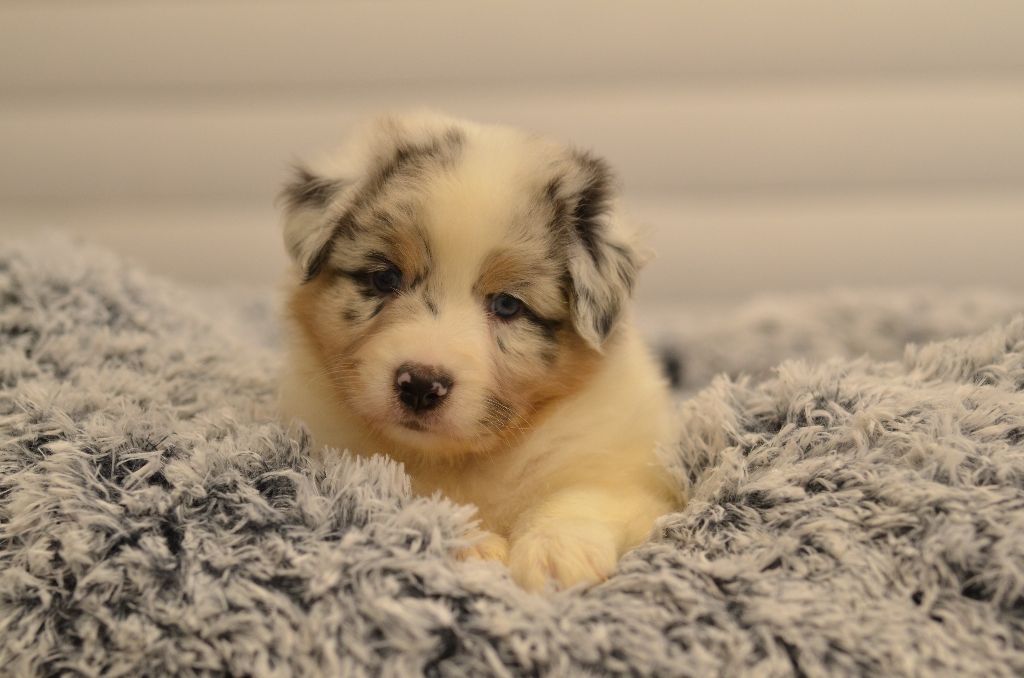 Opal Aussie - Chiot disponible  - Berger Australien