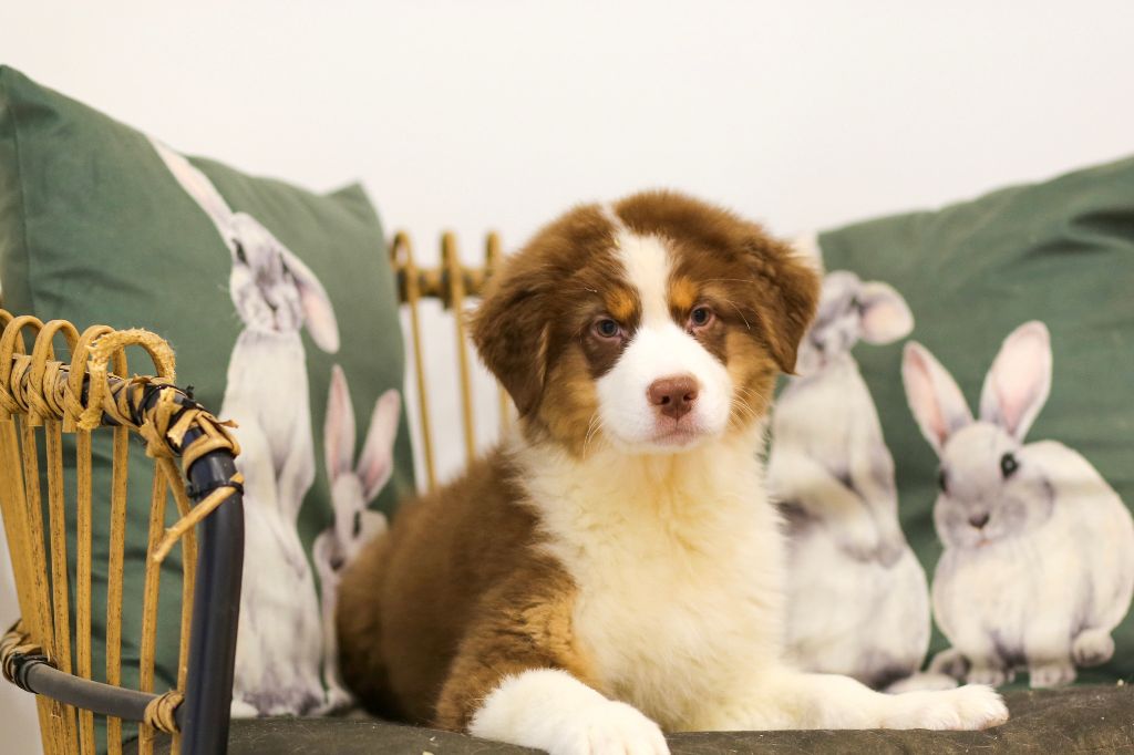 Opal Aussie - Chiot disponible  - Berger Australien