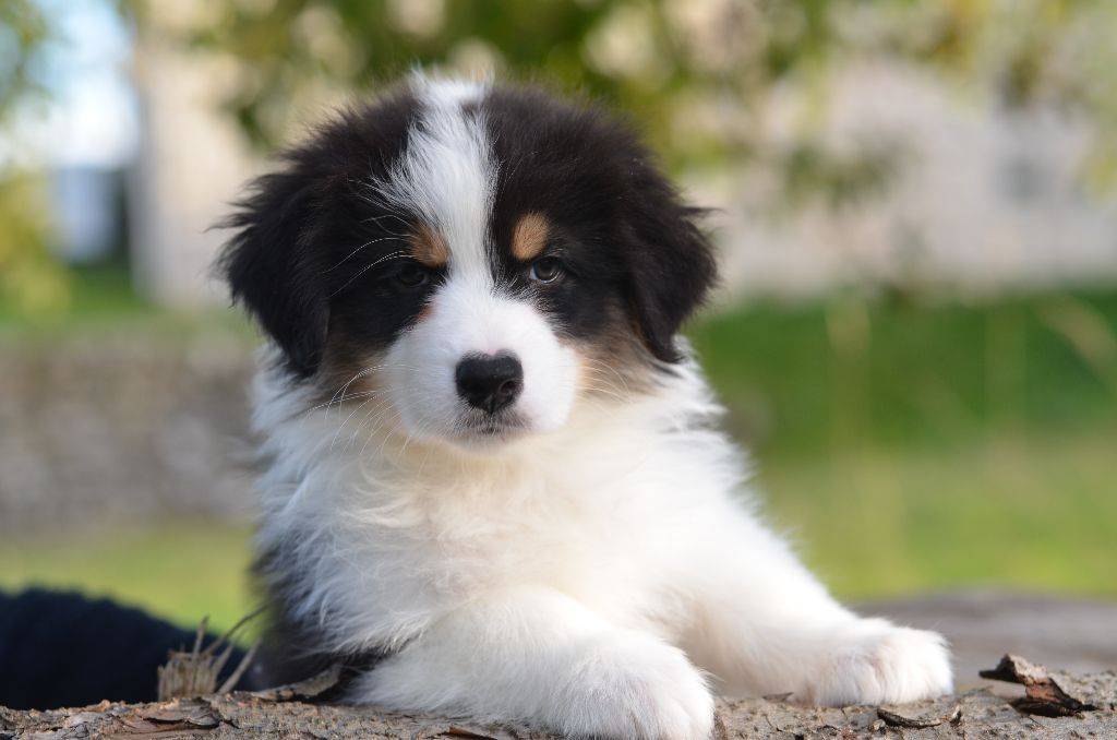 chiot Berger Australien Opal Aussie