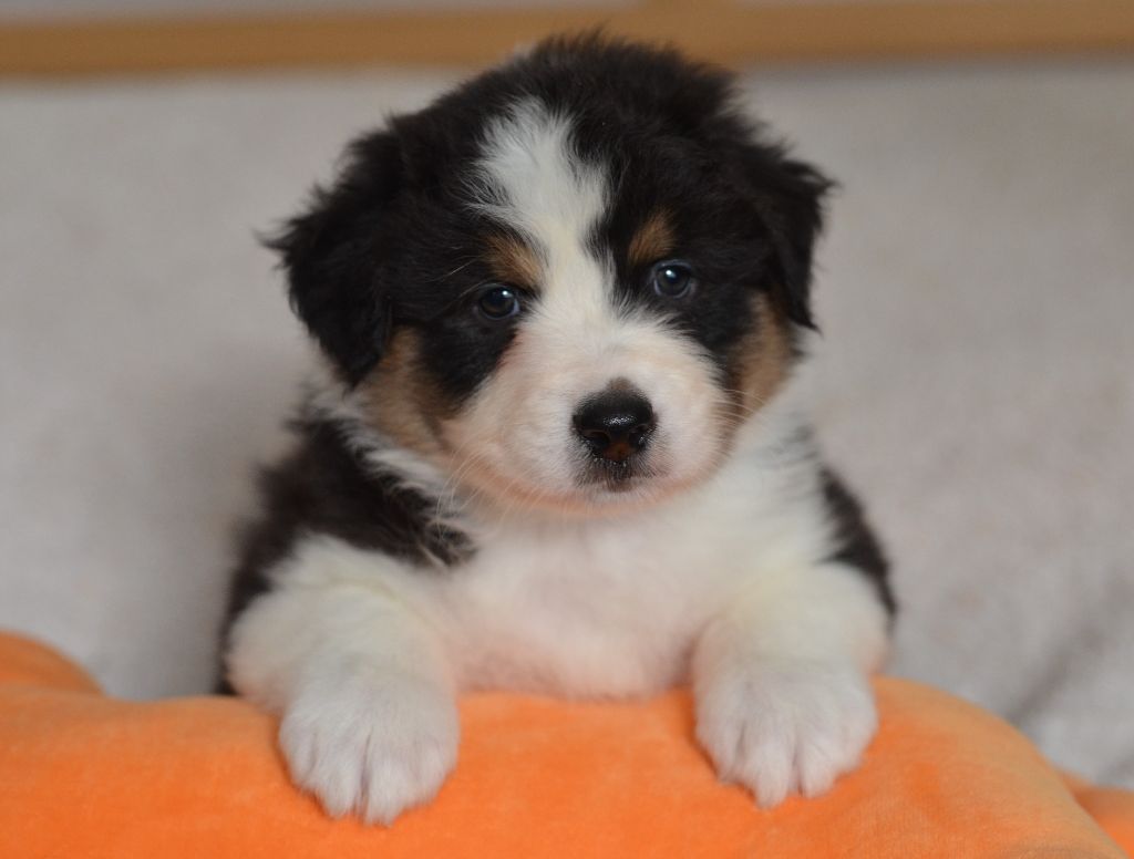 Opal Aussie - Chiot disponible  - Berger Australien