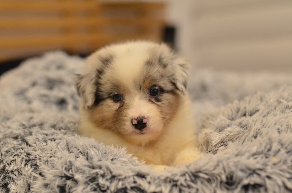 Opal Aussie - Chiot disponible  - Berger Australien