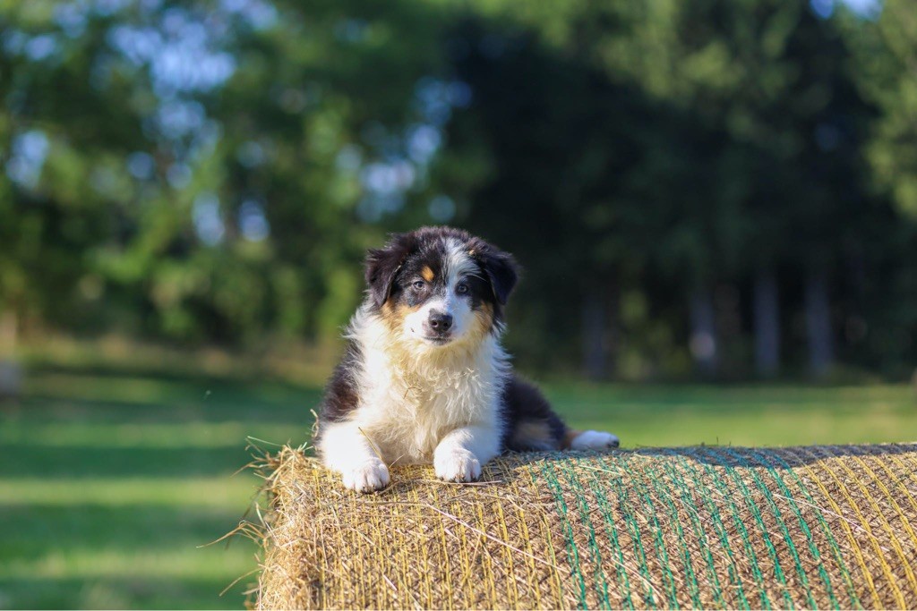 Opal Aussie - Chiot disponible  - Berger Australien