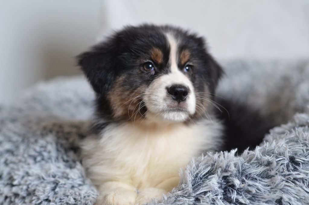 Opal Aussie - Chiot disponible  - Berger Australien