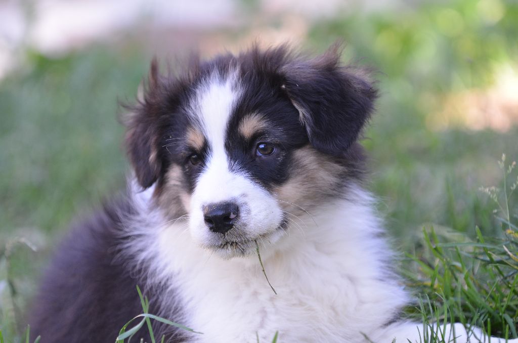 Opal Aussie - Chiot disponible  - Berger Australien