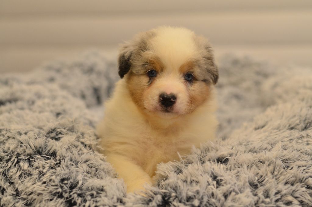 Opal Aussie - Chiot disponible  - Berger Australien