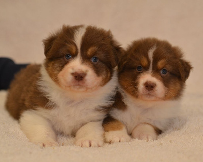 Opal Aussie - Berger Australien - Portée née le 08/11/2024