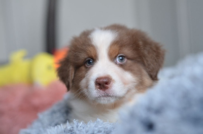 Opal Aussie - Berger Australien - Portée née le 08/11/2024