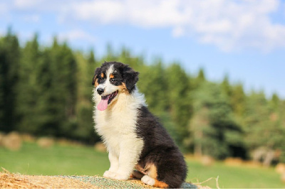 Opal Aussie - Berger Australien - Portée née le 25/05/2024