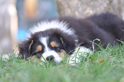 Opal Aussie - Berger Australien - Portée née le 13/06/2024