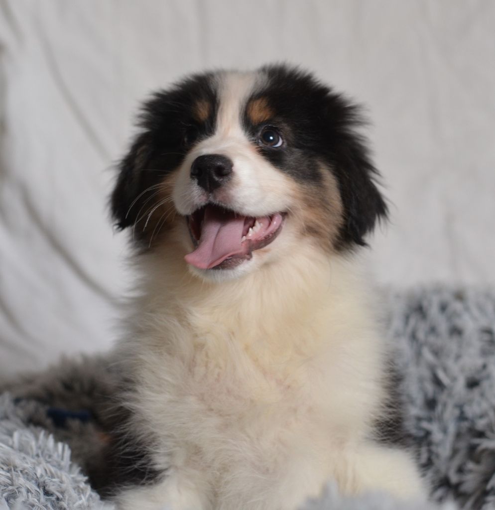 Opal Aussie - Chiot disponible  - Berger Australien