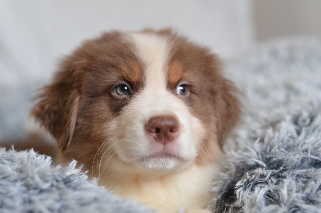 Opal Aussie - Chiot disponible  - Berger Australien