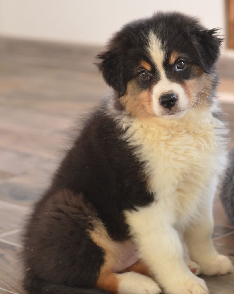 chiot Berger Australien Opal Aussie